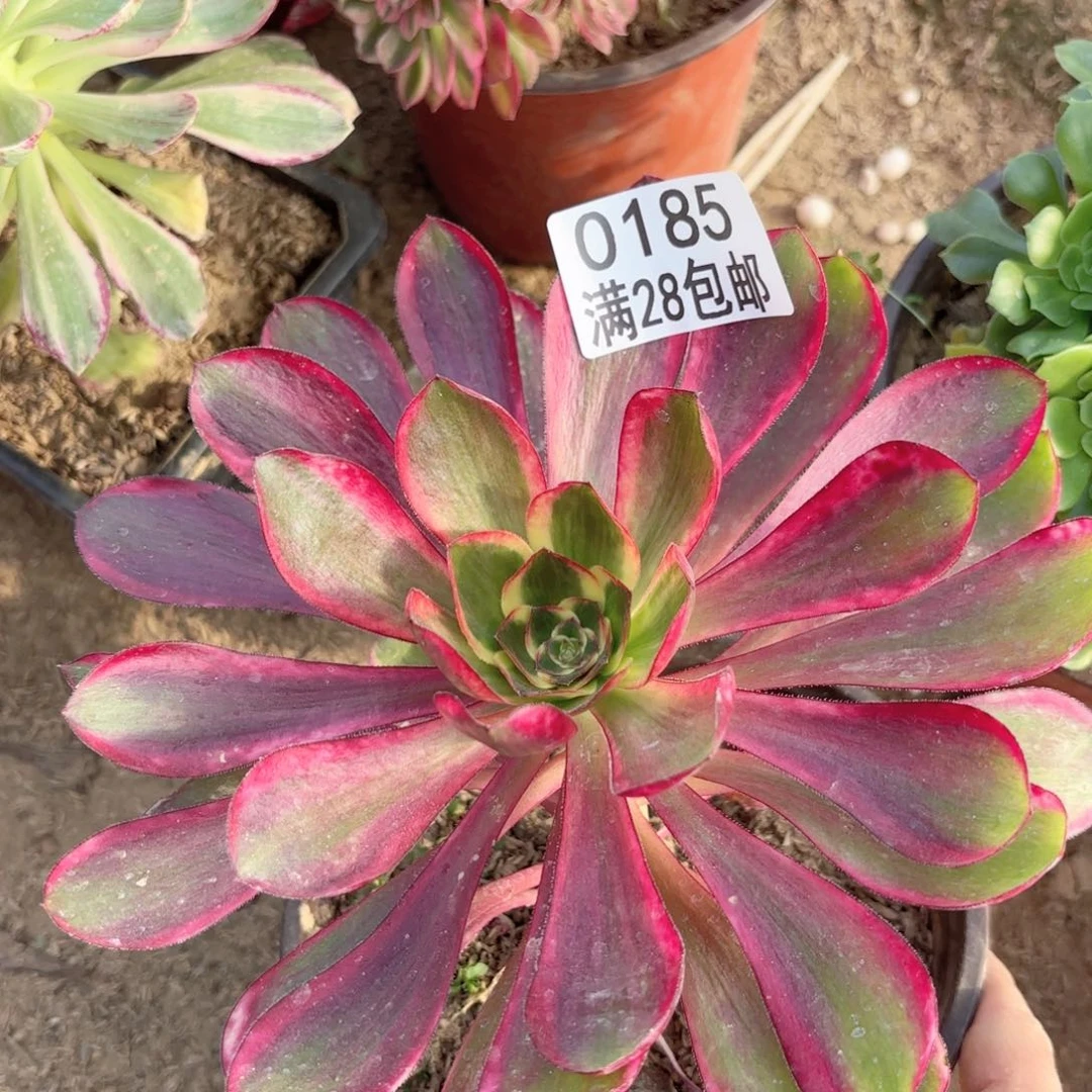 A.   0185巫毒超白多肉