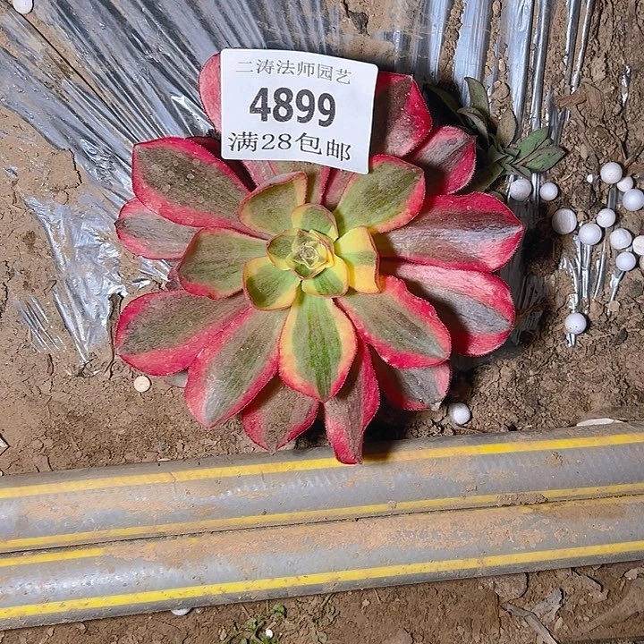 4899魅影单头多肉植物