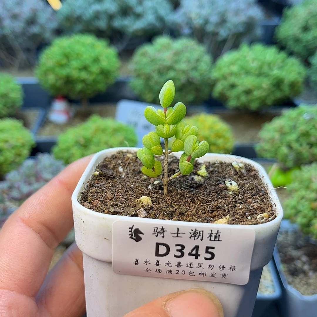 345小元宝多肉植物多肉