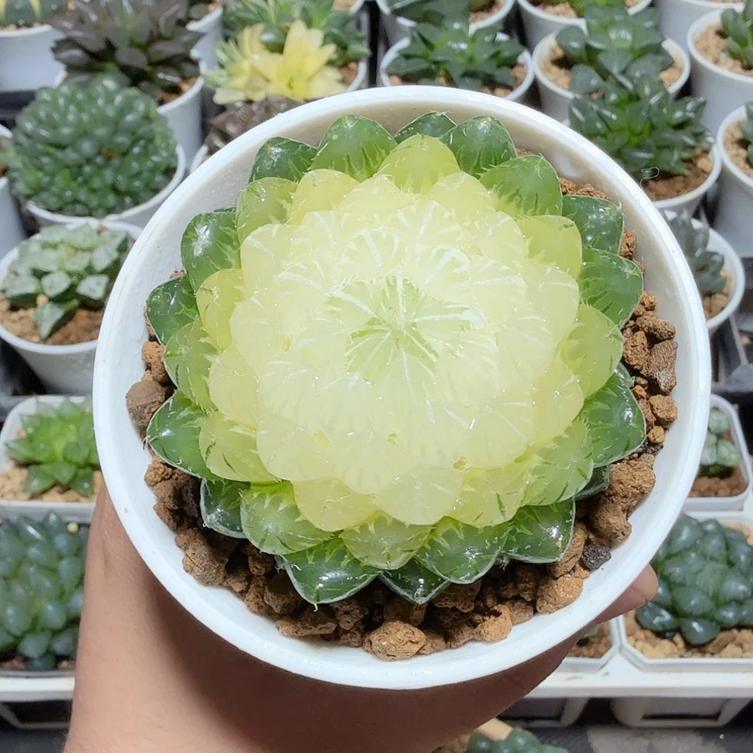 水晶宝莲灯原盆原土