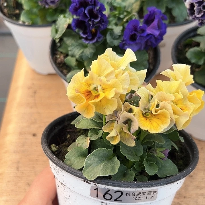 红陶抖音直播闪拍162