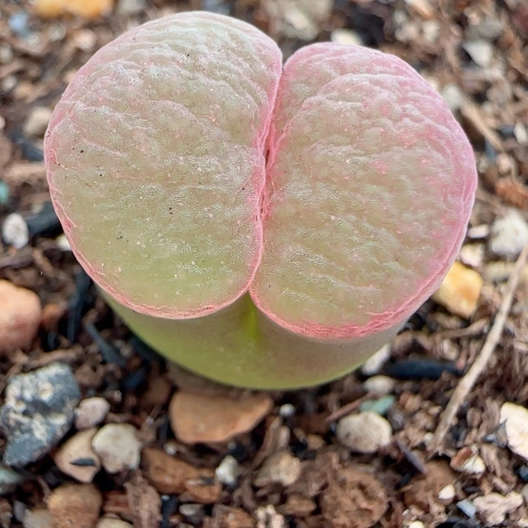 多肉植物78号磁铁母本