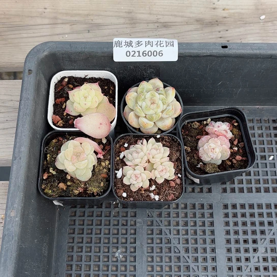 0216-006框多肉植物