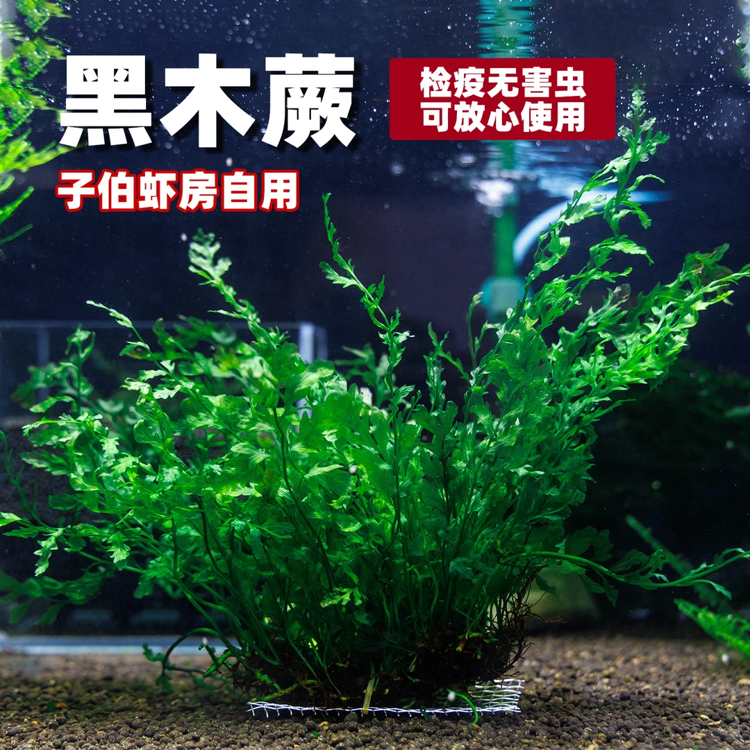 黑木蕨阴性水草草缸鱼缸造景水下页中后景检疫无虫水晶虾入缸既活