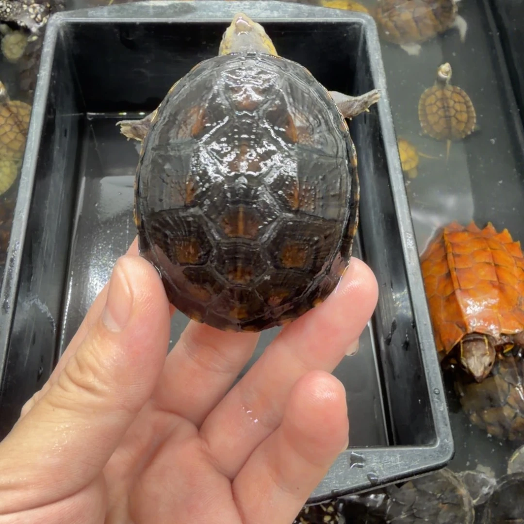 宠物龟不分公母红面