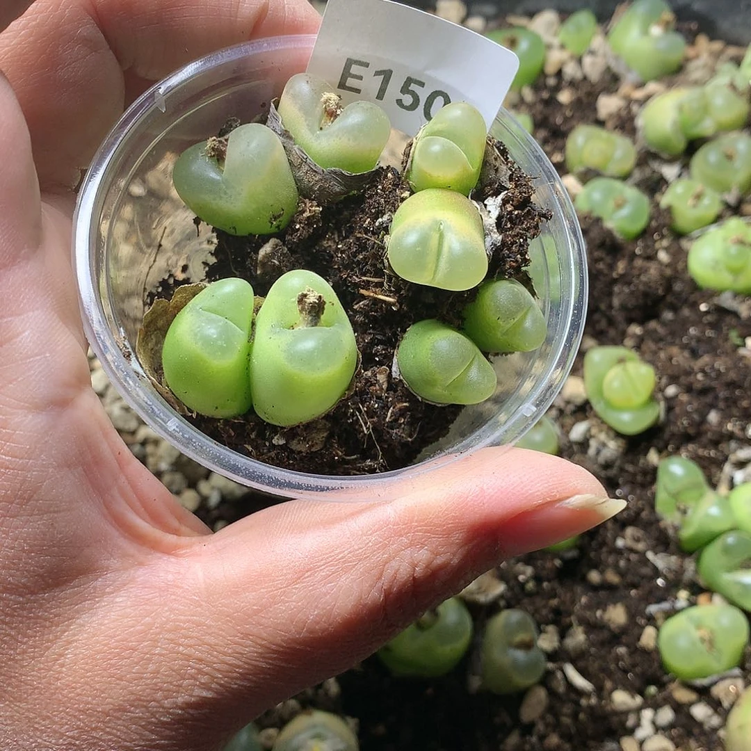 蓝**～E150多肉植物保护研究所