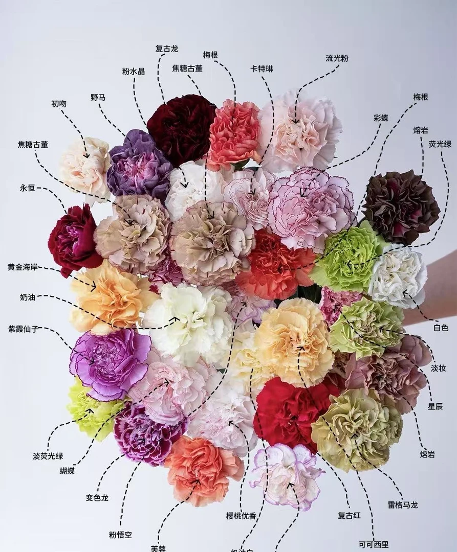 11.【母亲节】混色多丁康乃馨