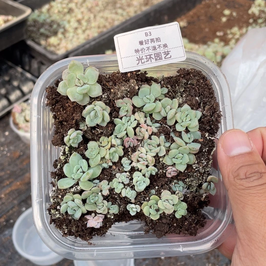 b3欧泊特价切糕一份包邮