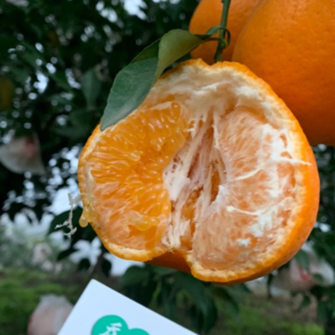 浦江春见耙耙柑带箱8斤耙耙柑四川省四川省眉山市