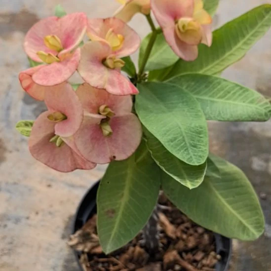 大***王完全开放蜜桃冰莎直播间一物一拍