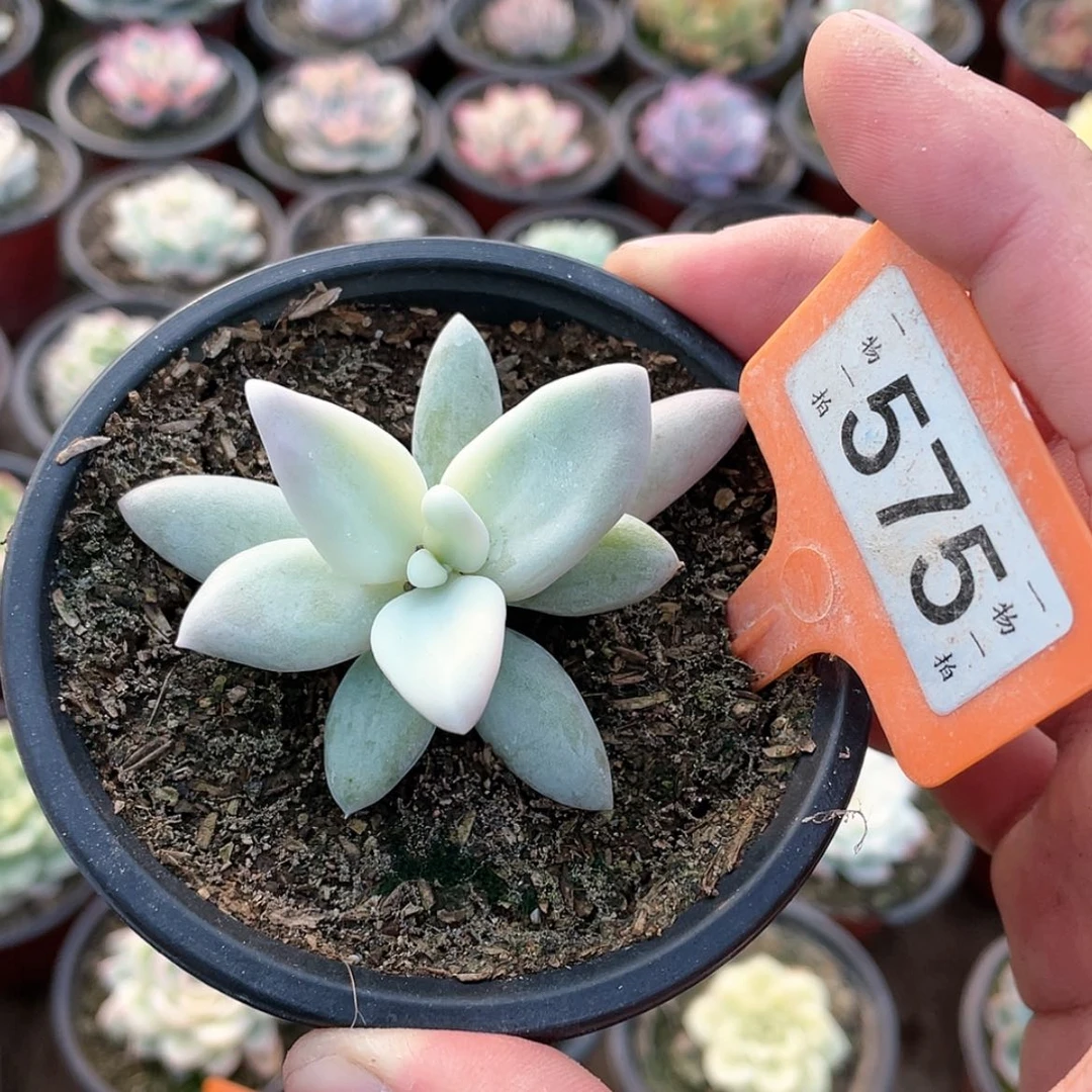 【闪购商品】慧*575号