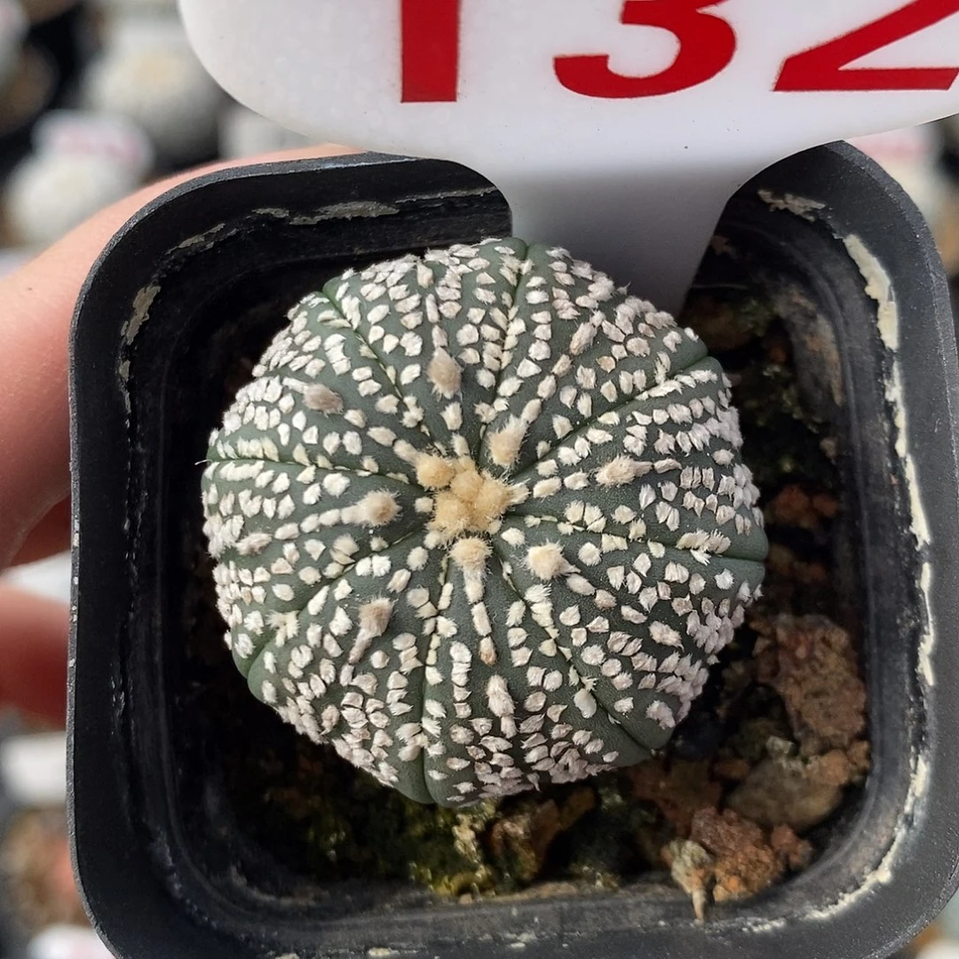 132奇迹兜福利来啦