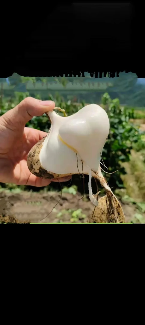 贵州三穗国苕地瓜清甜可口汁多水足