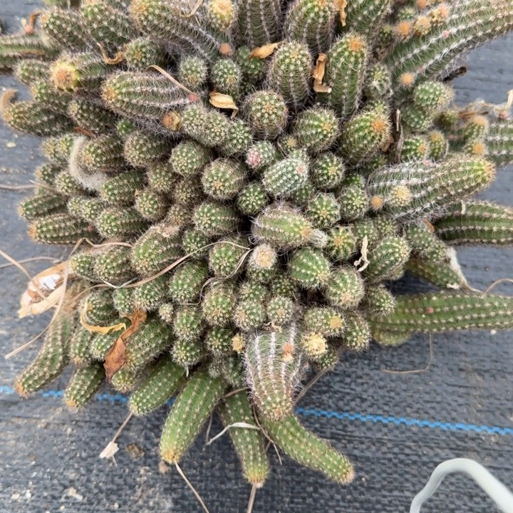 白檀仙人掌群生一群60