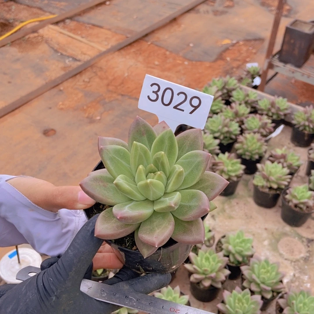 单头迷雾泡泡。  3029号。