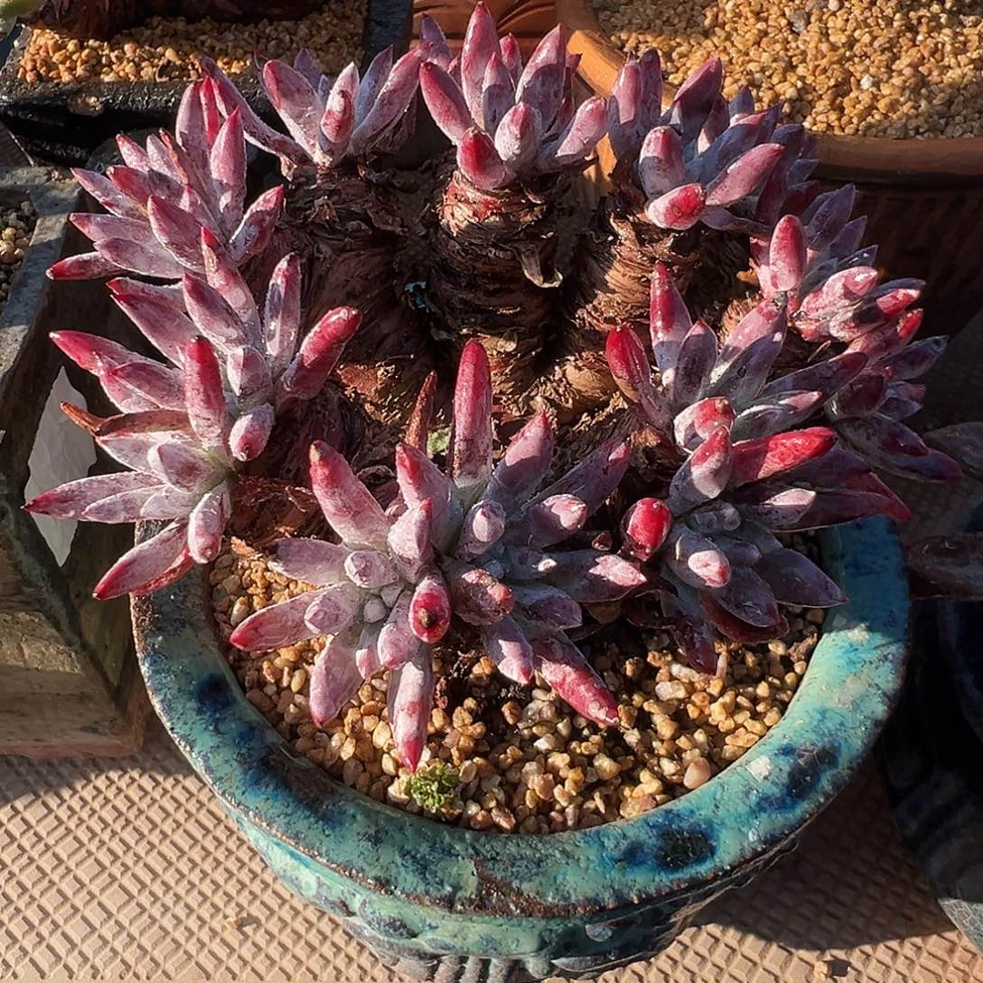 6483特色海瑟仙女杯多肉