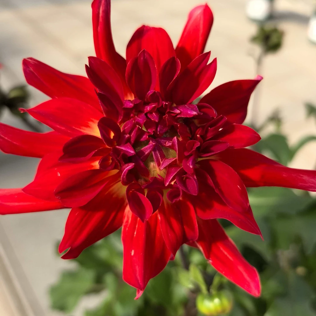 一加仑【霹雳霞光】小丽花四季开花