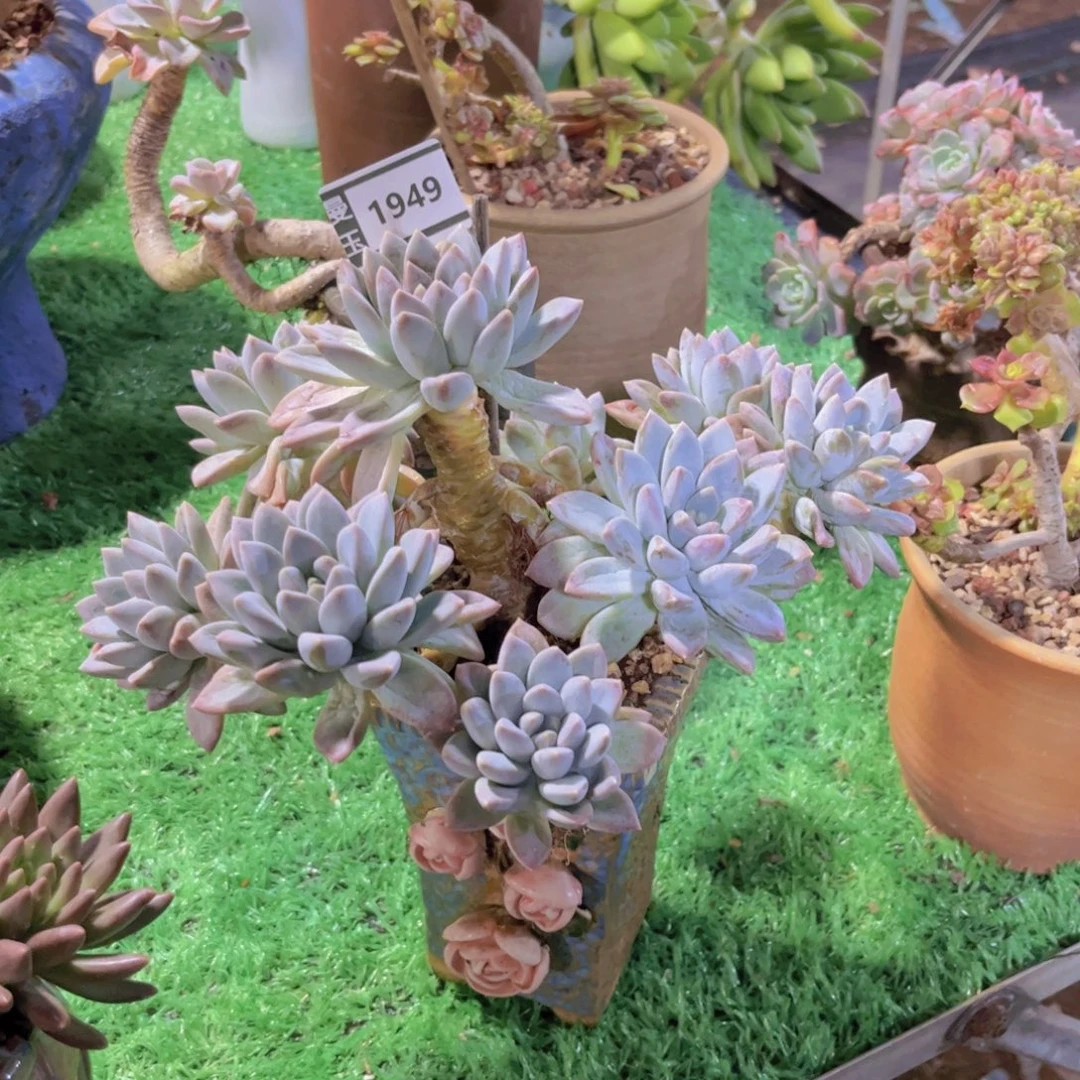 文***哒奶糖带盆多肉植物1949