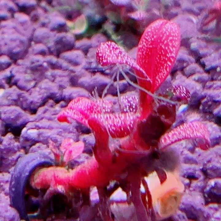 福利136号福利价植物一头