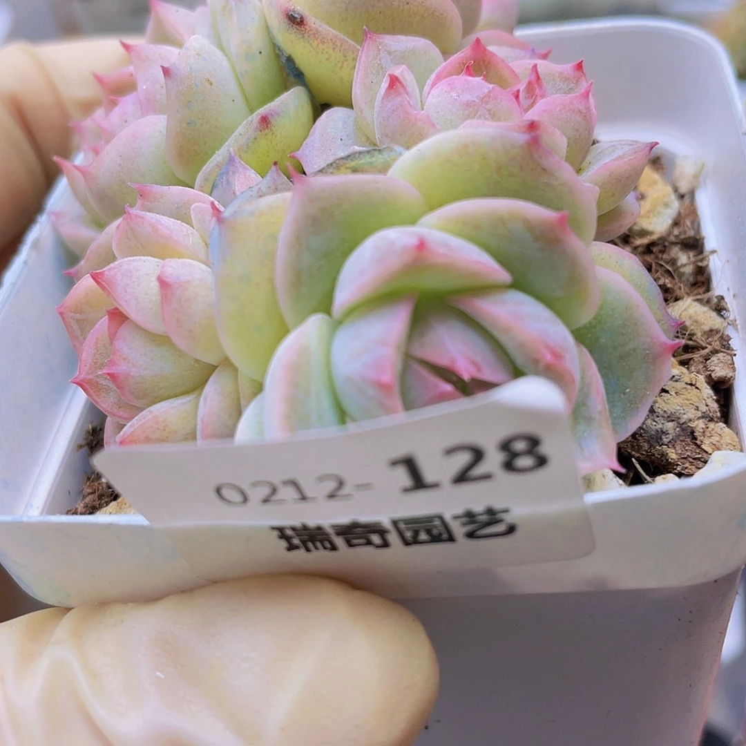 00000000128一物一拍