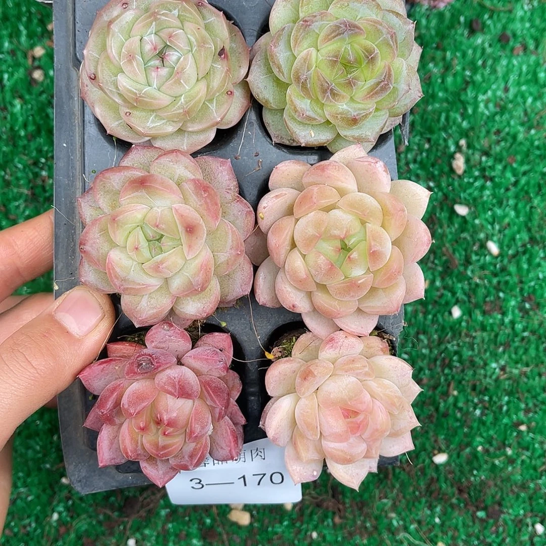 多肉植物一物一拍3-170