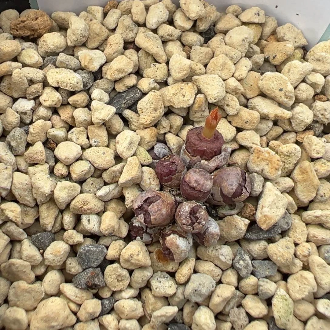 17-23猪皮多肉植物