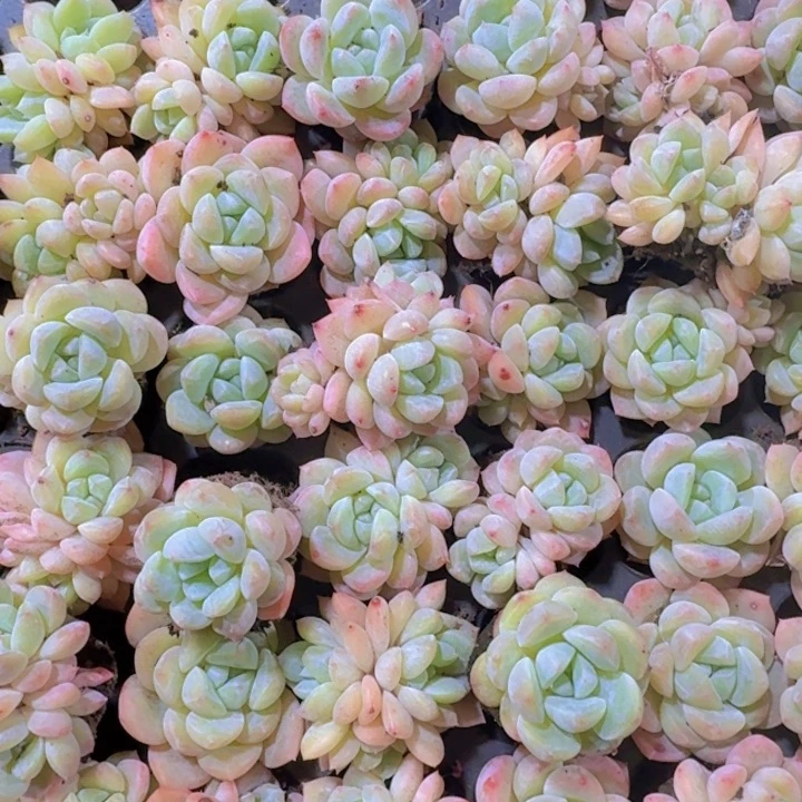 冰心两米两个多肉