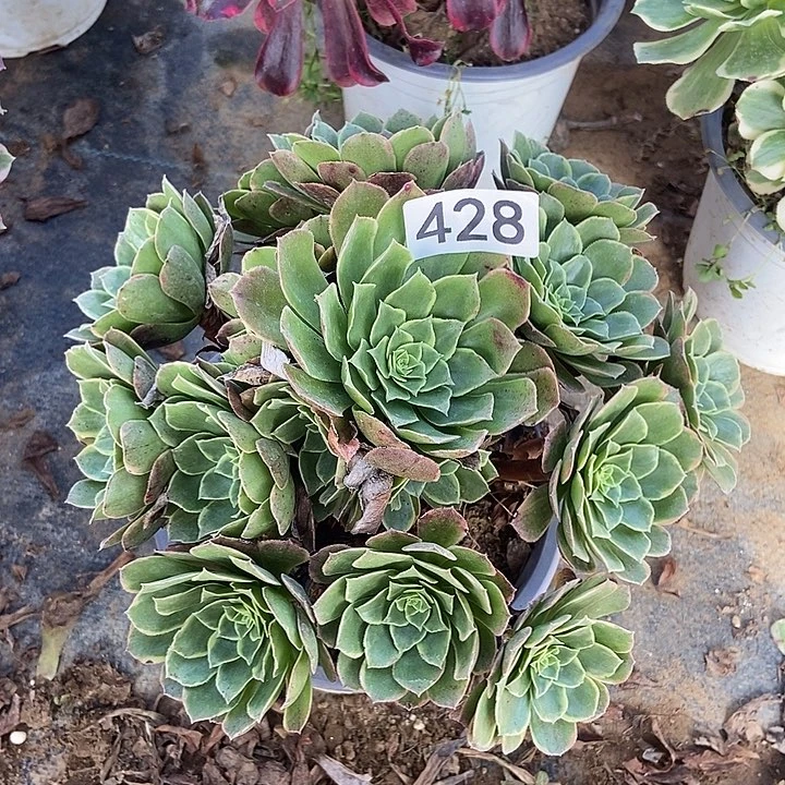 奶白多肉428号多肉