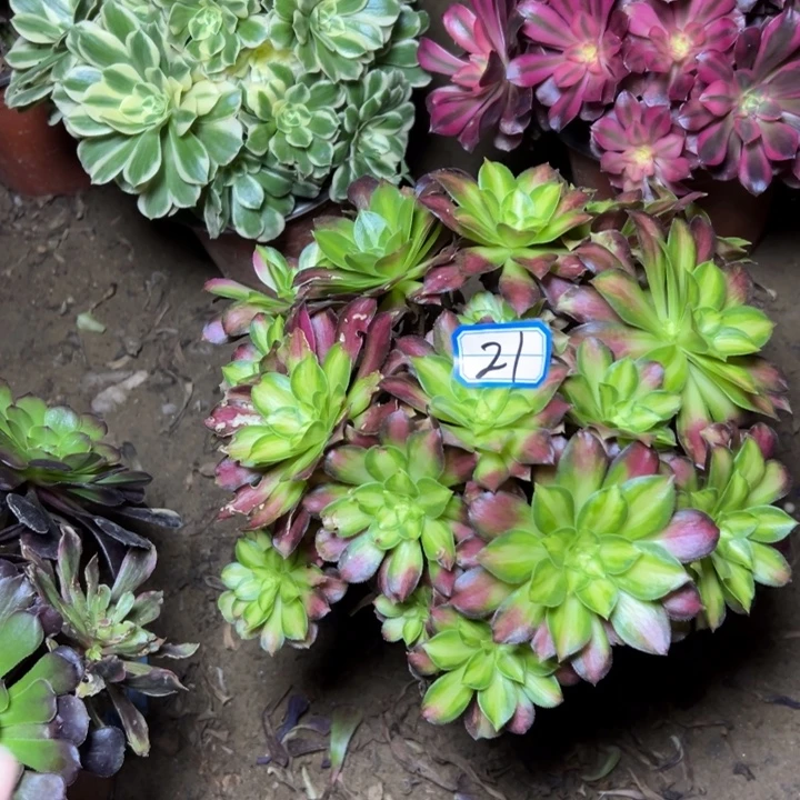 多肉植物断枝不包21