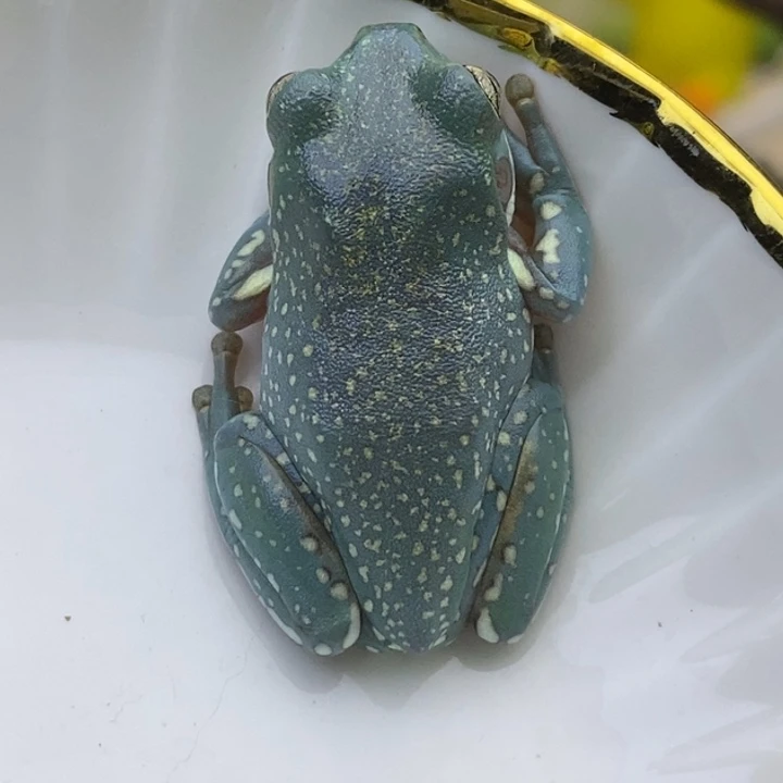 老爷树蛙澳蓝紫调雪花05号