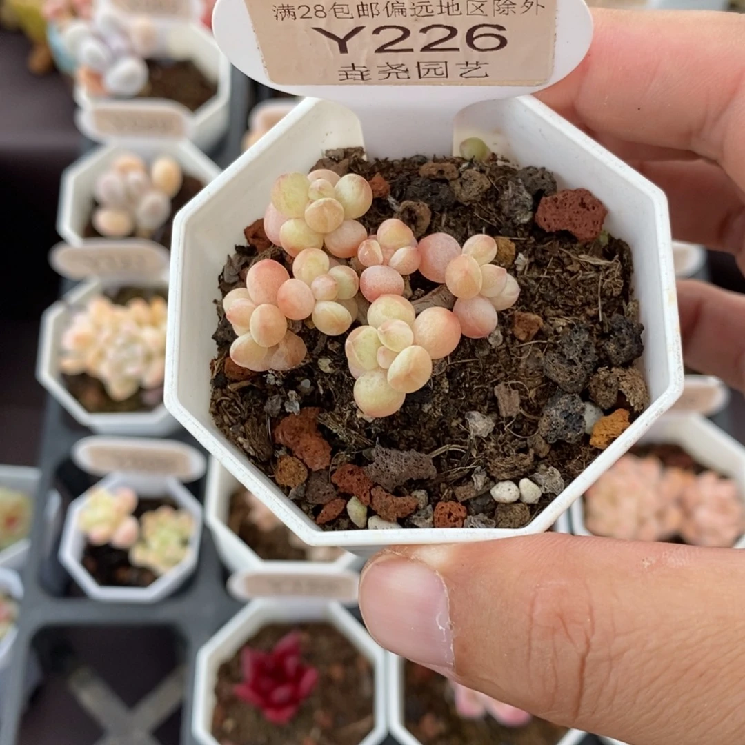 这***年0226 泡泡糖 3.5cm