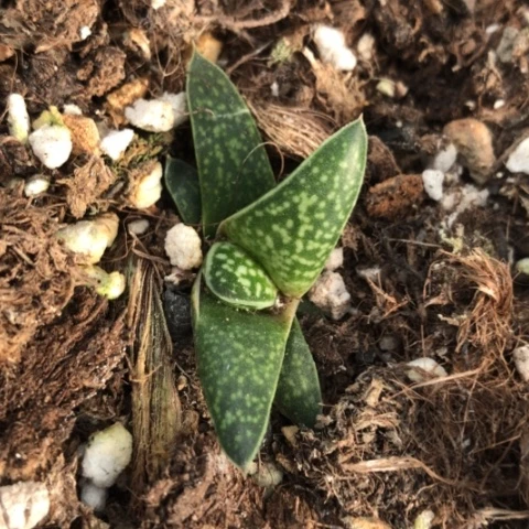 龙虎霸旋转蜗牛蜗牛