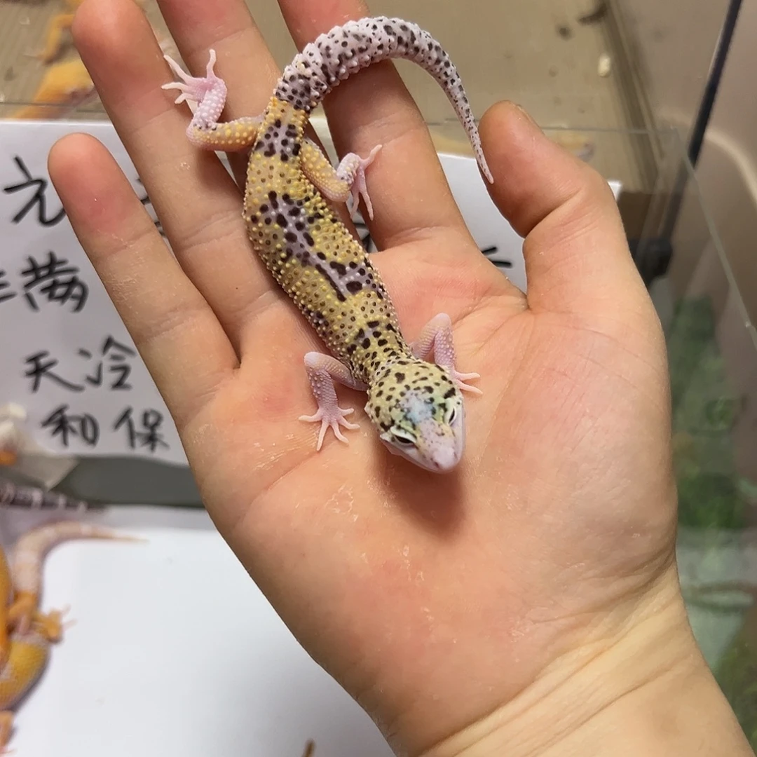 豹纹守宫豹纹守宫