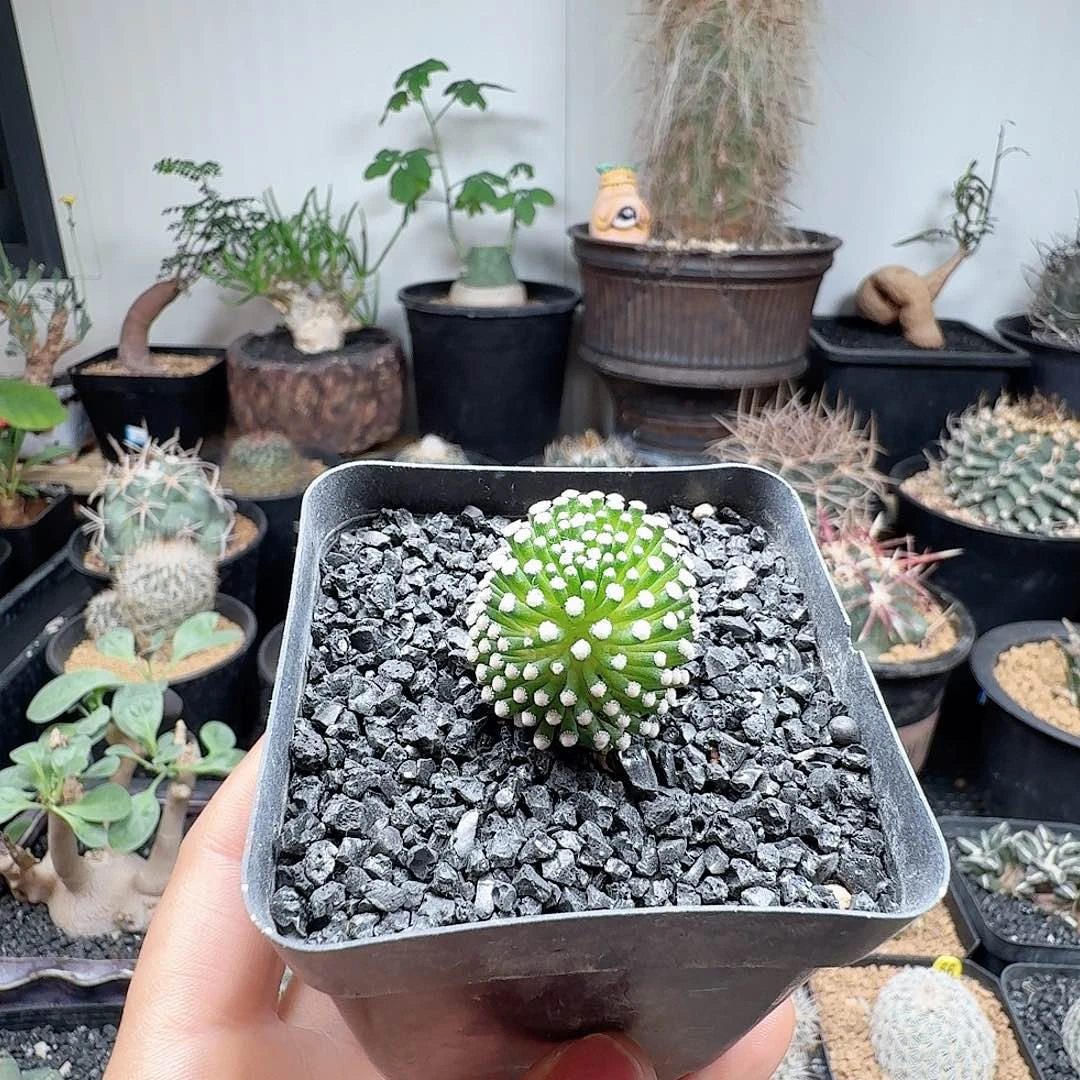 松针牡丹带盆发货