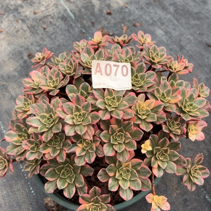 070甜茶22厘米左右