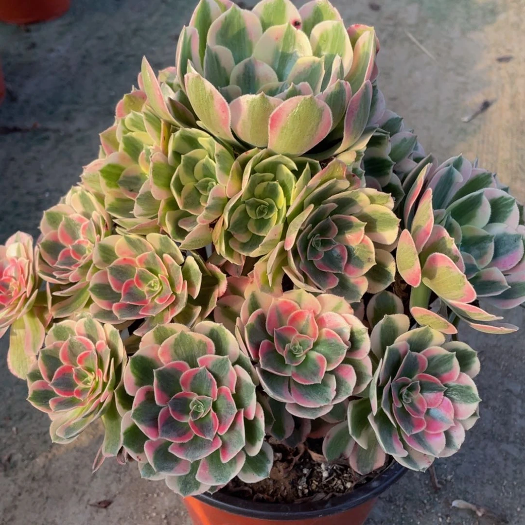 116妖月精品法师多肉