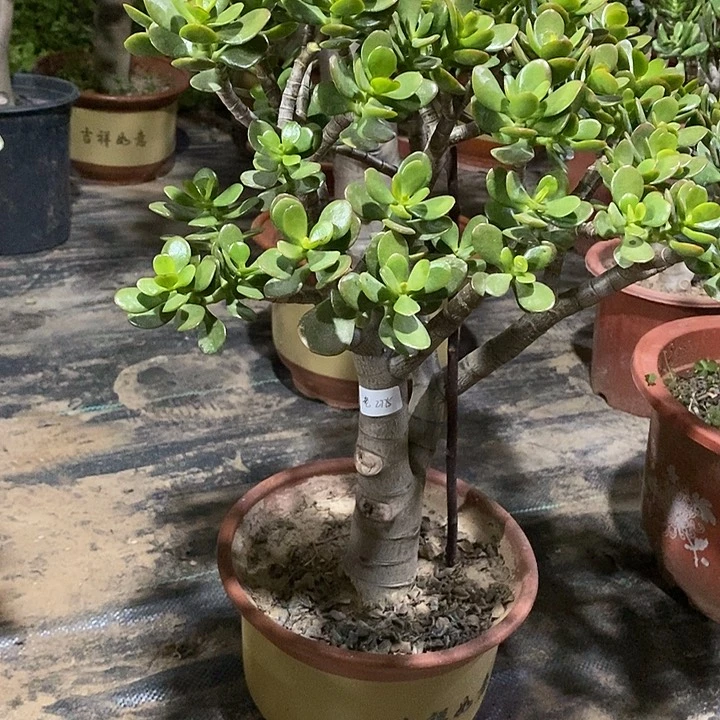 @****天40姬红花月一物一拍