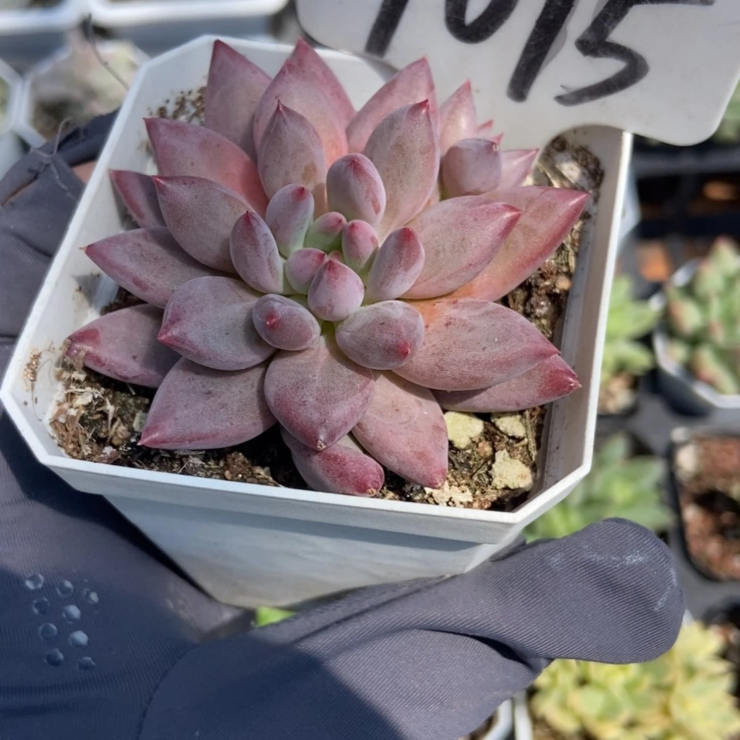 1015虞美人多肉植物保护