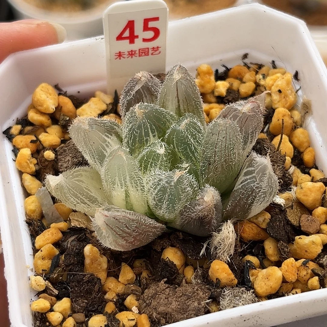 45毛玉锦锦福利福利