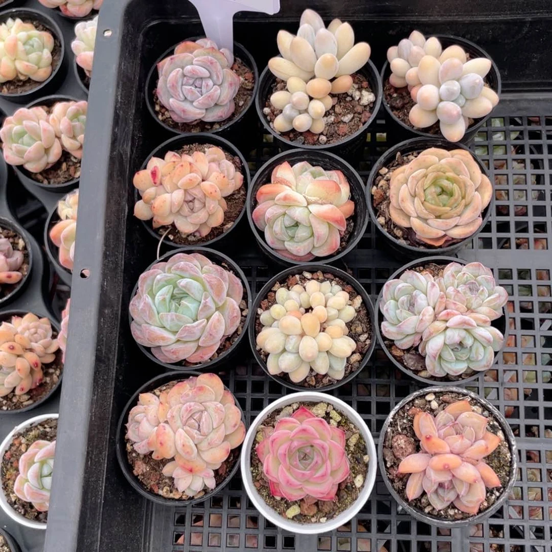 薇薇安园艺多肉3021