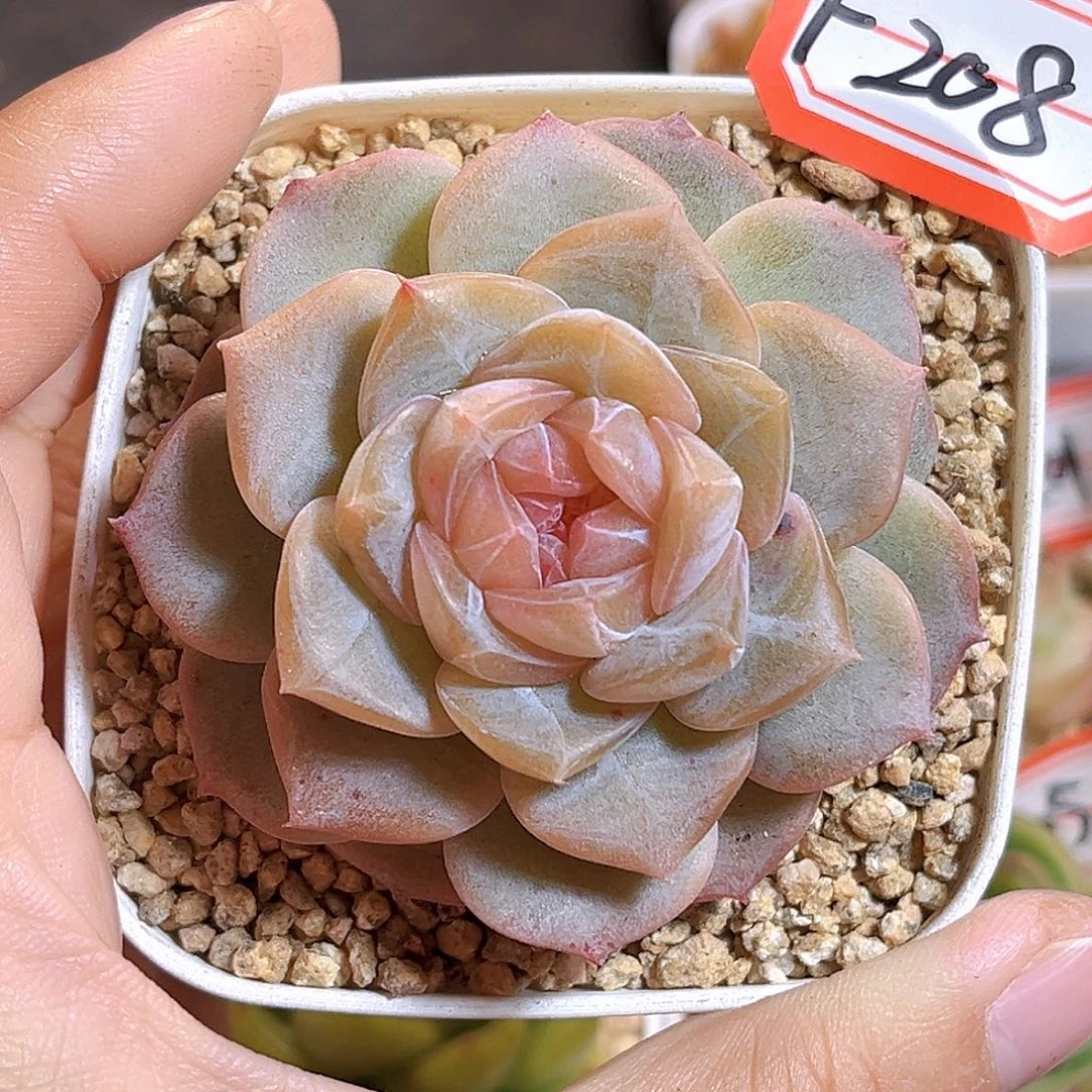 F208一物一拍 藕花