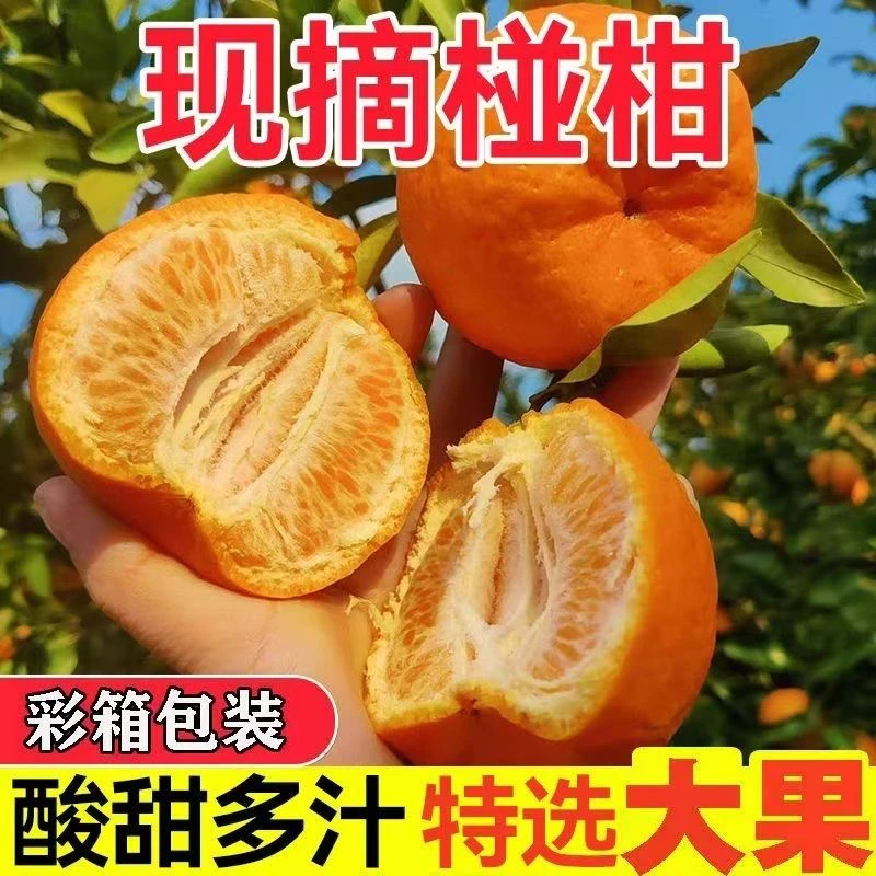 现摘现包现发  湖北巴东椪柑汁水超多性价比高