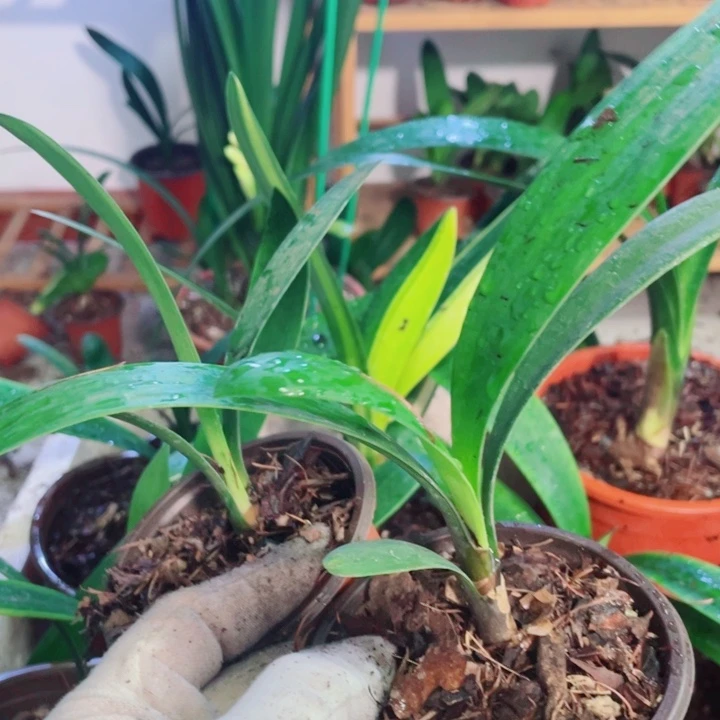 完全开放君子兰好看