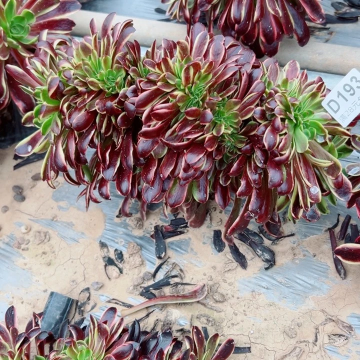 193欧嘉莉缀多肉