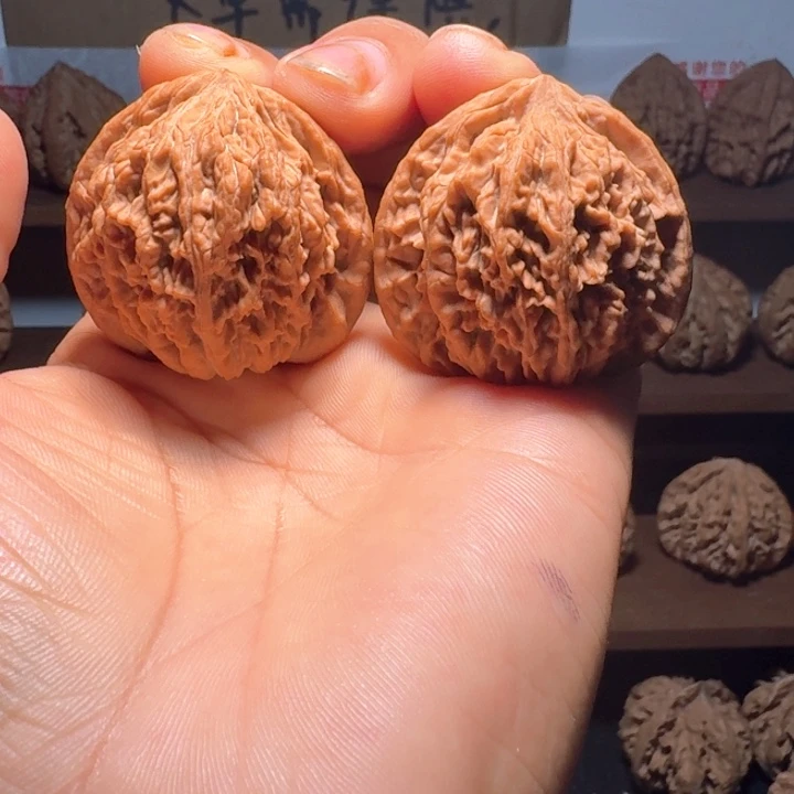 秦岭野生流星雨狮子头福利