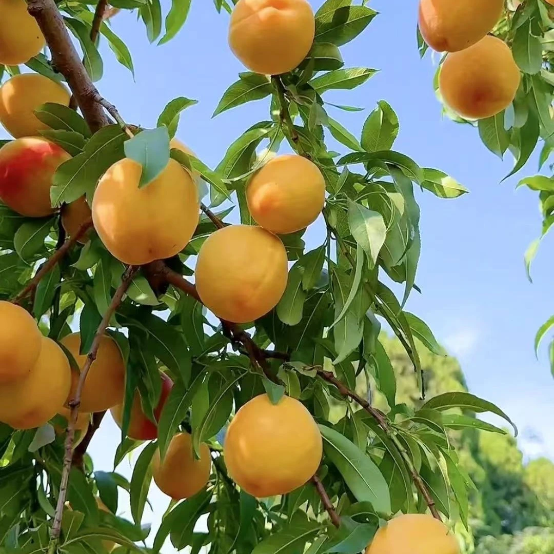 【柒柒果园精选】现摘现发湖北钟祥果园黄桃新鲜多汁当季桃子包邮