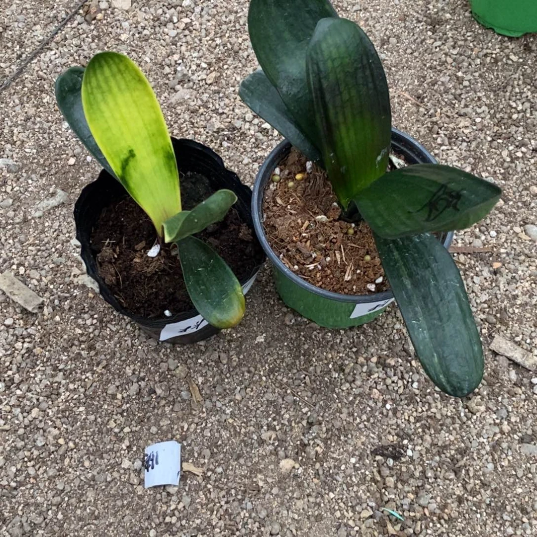 当前无花栽培后可以开花