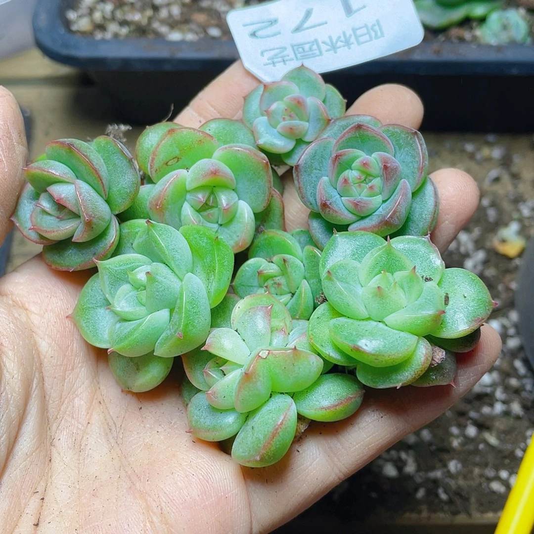 多肉植物多肉植物172