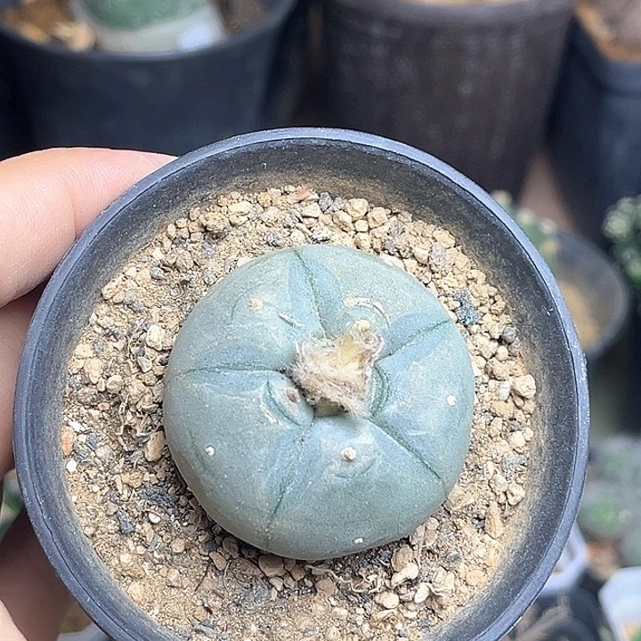 Kk海鲜实生球一颗