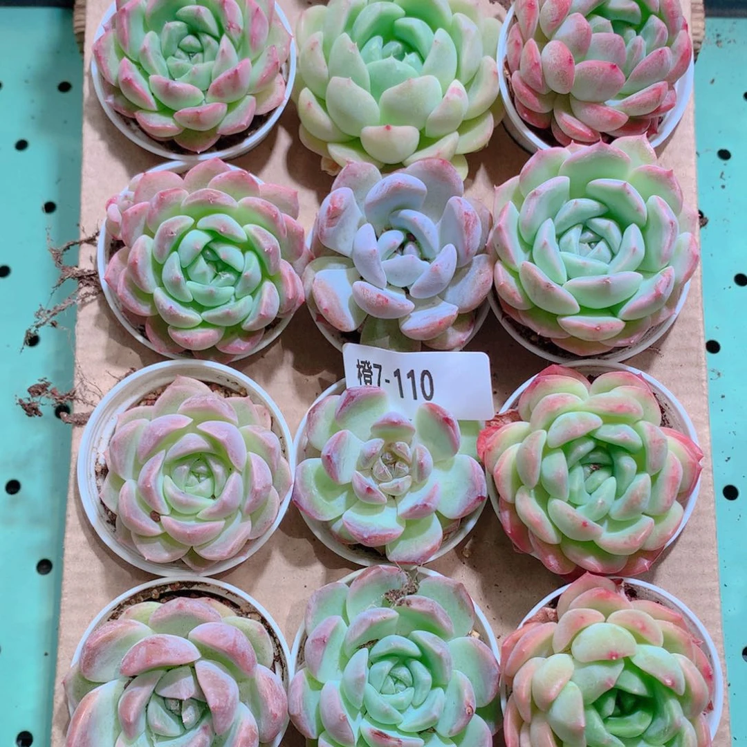 7-110一物一拍带盆18颗